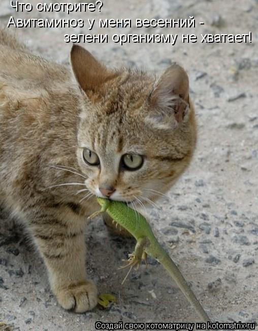 Котоматрица: Что смотрите? Авитаминоз у меня весенний -  зелени организму не хватает!