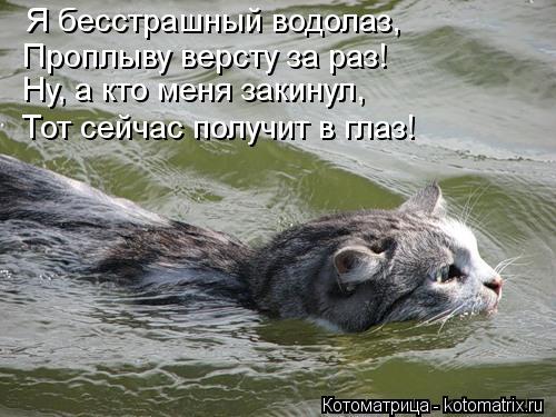 Котоматрица: Я бесстрашный водолаз, Проплыву версту за раз! Ну, а кто меня закинул, Тот сейчас получит в глаз!