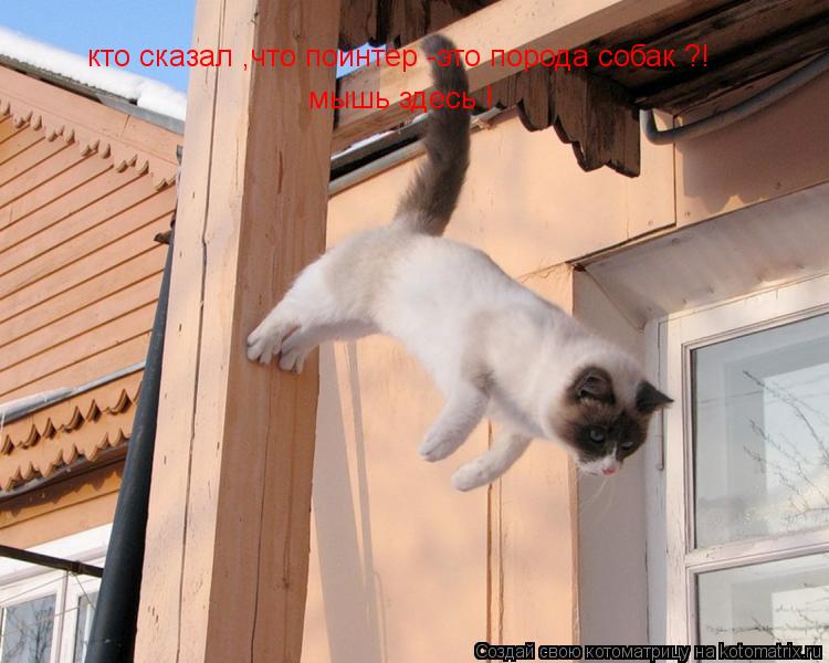 Котоматрица: кто сказал ,что поинтер -это порода собак ?! мышь здесь !