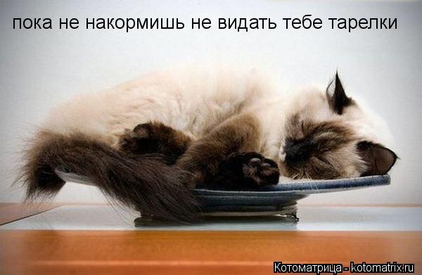 пока не накормишь не видать тебе тарелки... Котоматрица: пока не накормишь не видать тебе тарелки