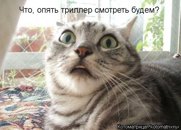 Что, опять триллер смотреть будем?... Котоматрица: Что, опять триллер смотреть будем?