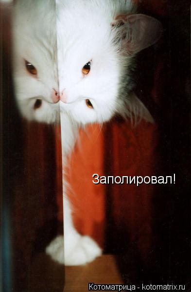 Котоматрица: Заполировал!
