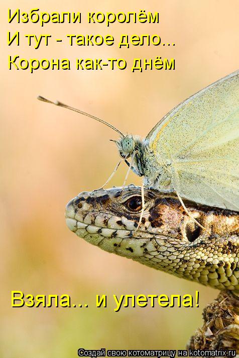 Котоматрица: И тут - такое дело... Корона как-то днём Взяла... и улетела! Избрали королём