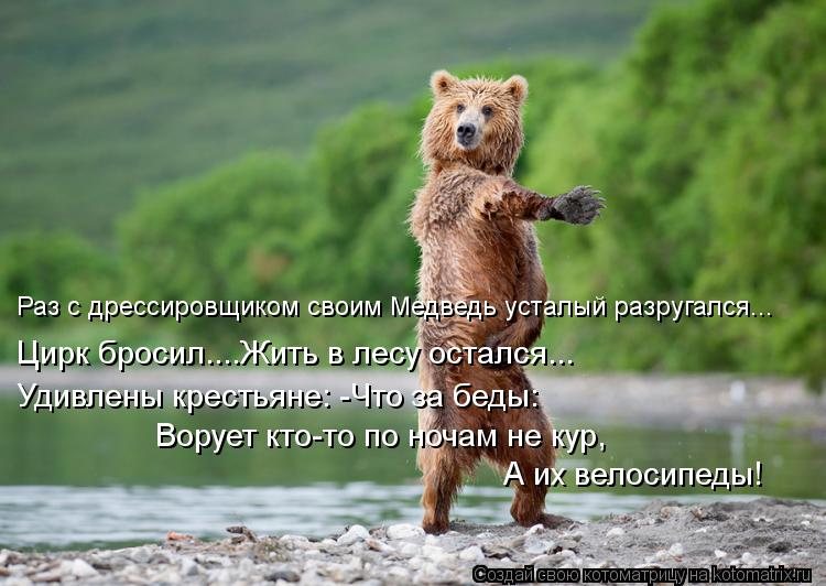 Котоматрица: Раз с дрессировщиком своим Медведь усталый разругался... Цирк бросил....Жить в лесу остался... Удивлены крестьяне: -Что за беды: Ворует кто-то п