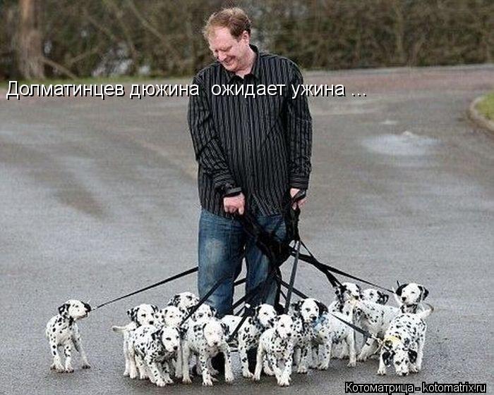 Котоматрица: Долматинцев дюжина  ожидает ужина ...
