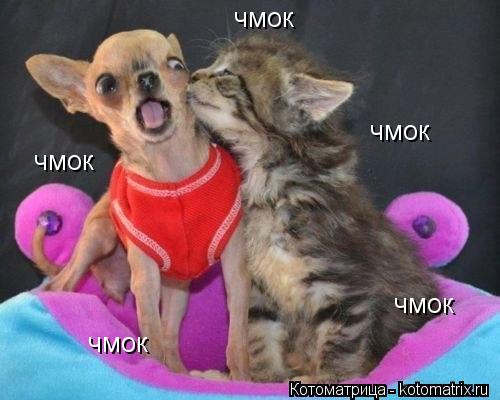 Котоматрица: чмок чмок чмок чмок чмок