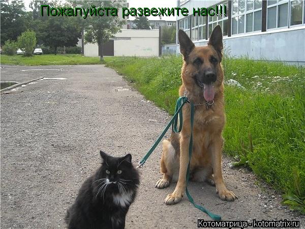 Котоматрица: Пожалуйста развежите нас!!!