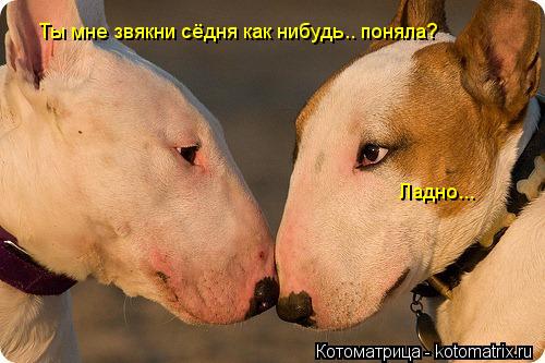 Котоматрица: Ты мне звякни сёдня как нибудь.. поняла? Ладно...