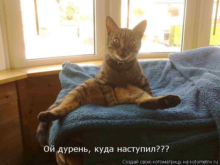 Котоматрица: Ой дурень, куда наступил???