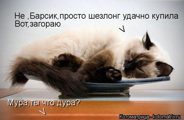 Котоматрица: Мура,ты что дура? V V Не ,Барсик,просто шезлонг удачно купила Вот,загораю