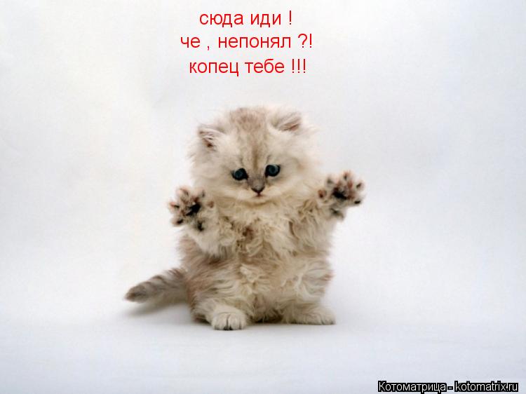 Котоматрица: сюда иди ! че , непонял ?! копец тебе !!!
