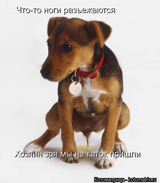 Котоматрица: Что-то ноги разъежаются Хозяин зря мы на каток пришли