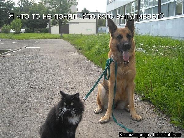 Котоматрица: Я что то не понял .Кто кого выгуливает?