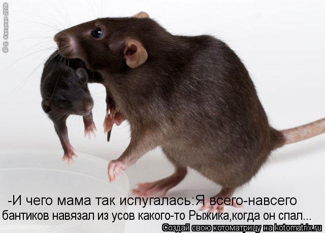 Котоматрица: -И чего мама так испугалась:Я всего-навсего  бантиков навязал из усов какого-то Рыжика,когда он спал...