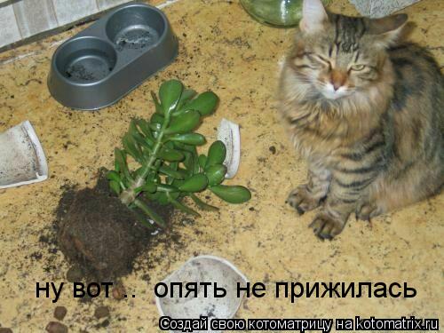 Котоматрица: ну вот ..  опять не прижилась