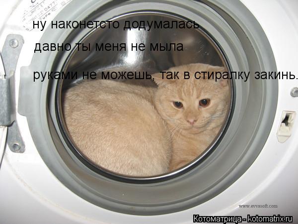 ну наконетсто додумалась давно ты меня не мыла руками не можешь, так в стиралку закинь.... Котоматрица: ну наконетсто додумалась давно ты меня не мыла руками не можешь, так в стиралку закинь.