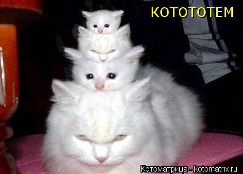Котоматрица: КОТОТОТЕМ