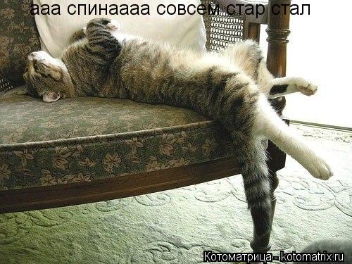 Котоматрица: ааа спинаааа совсем стар стал