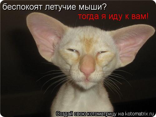 Котоматрица: беспокоят летучие мыши? тогда я иду к вам!