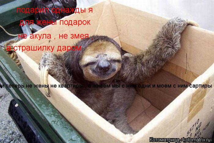 Котоматрица: подарил однажды я  для жены подарок не акула , не змея ,  а страшилку даром и теперь не жены не квартиры , а живём мы с ним одни и моем с ним сарт
