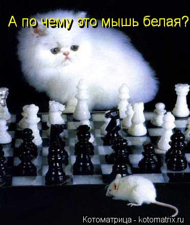 Котоматрица: А по чему это мышь белая? А по чему это мышь белая?