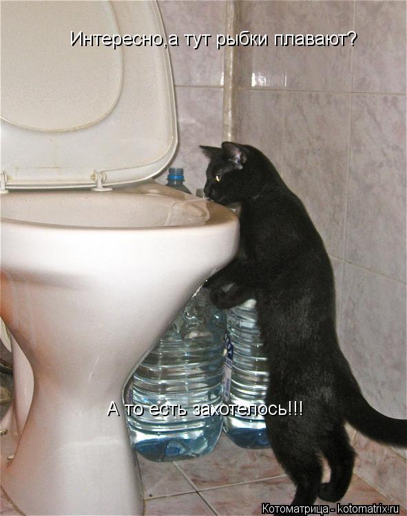 Котоматрица: Интересно,а тут рыбки плавают? А то есть захотелось!!!