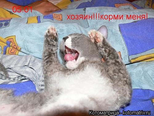 Котоматрица: хозяин!!!корми меня! 05:01