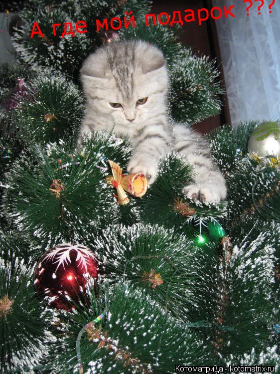 А где мой подарок ????... Котоматрица: А где мой подарок ????