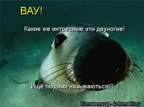 Котоматрица: ВАУ! Какие же интресные эти двуногие! Ищё людями называються!!!