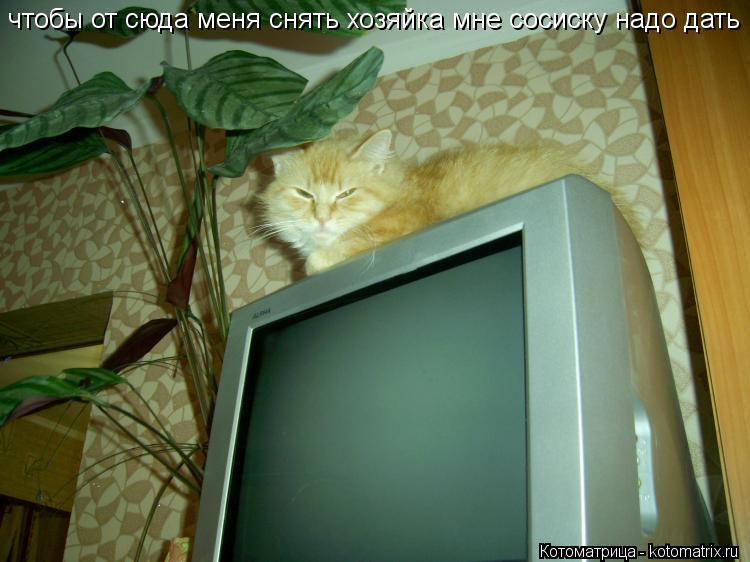 чтобы от сюда меня снять хозяйка мне сосиску надо дать... Котоматрица: чтобы от сюда меня снять хозяйка мне сосиску надо дать