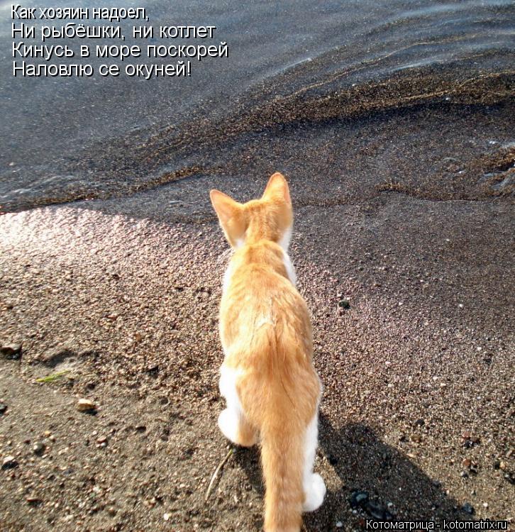 Котоматрица: Как хозяин надоел,  Ни рыбёшки, ни котлет  Кинусь в море поскорей Наловлю се окуней!