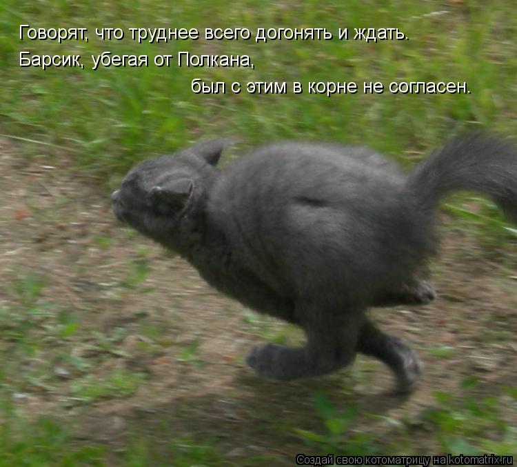 Говорят, что труднее всего догонять и ждать. Барсик, убегая от Полкана, был с этим в корне не согласе... Котоматрица: Говорят, что труднее всего догонять и ждать. Барсик, убегая от Полкана, был с этим в корне не согласен…