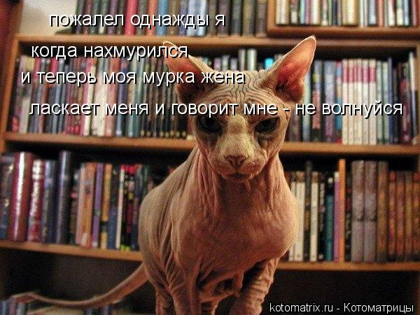 Котоматрица: пожалел однажды я когда нахмурился и теперь моя мурка жена ласкает меня и говорит мне - не волнуйся