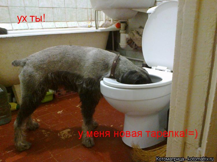 Котоматрица: ух ты! у меня новая тарелка!=)