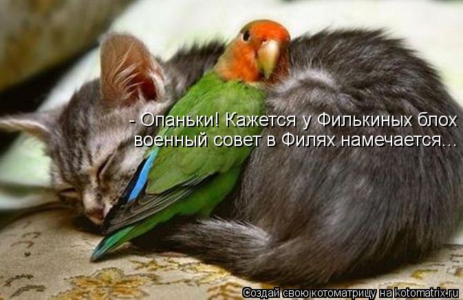 Котоматрица: - Опаньки! Кажется у Филькиных блох военный совет в Филях намечается...