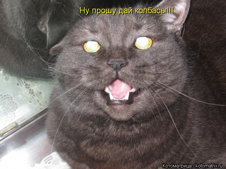 Котоматрица: Ну прошу дай колбасы!!!
