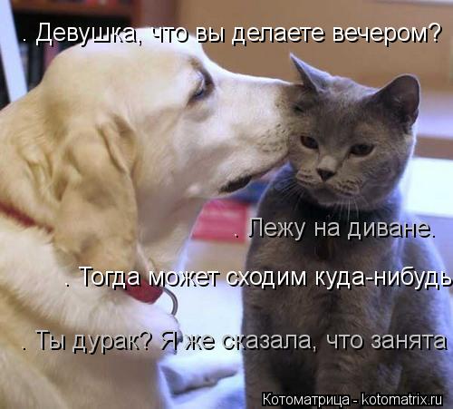 – Девушка, что вы делаете вечером? – Лежу на диване. – Тогда может сходим куда-нибудь? – Ты дурак? Я ... Котоматрица: – Девушка, что вы делаете вечером? – Лежу на диване. – Тогда может сходим куда-нибудь? – Ты дурак? Я же сказала, что занята