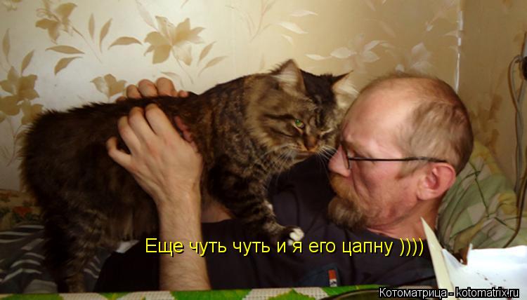 Еще чуть чуть и я его цапну ))))... Котоматрица: Еще чуть чуть и я его цапну ))))