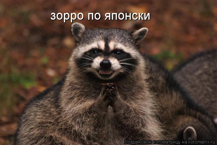 зорро по японски... Котоматрица: зорро по японски