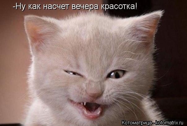 -Ну как насчет вечера красотка!... Котоматрица: -Ну как насчет вечера красотка!