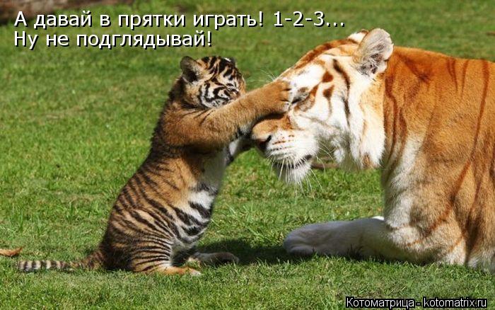 Котоматрица: А давай в прятки играть! 1-2-3... Ну не подглядывай!