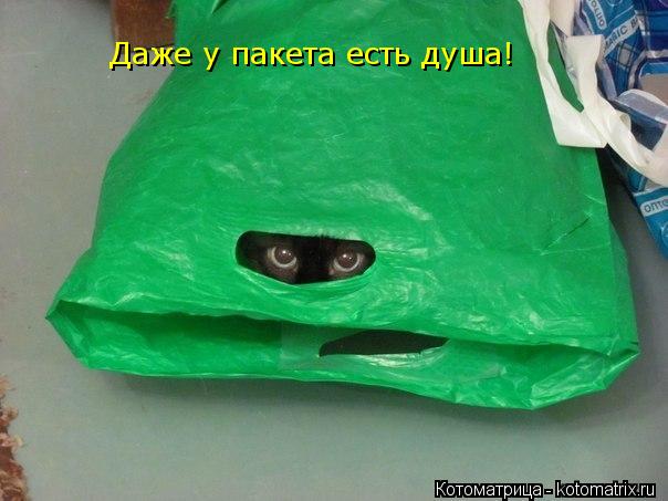 Котоматрица: Даже у пакета есть душа!
