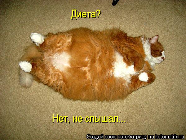 Котоматрица: Диета?  Нет, не слышал...