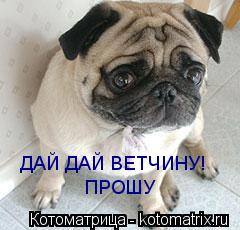 Котоматрица: ДАЙ ДАЙ ВЕТЧИНУ! ПРОШУ
