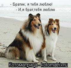 Котоматрица: - Братик, я тебя люблю! - И,я брат,тебя люблю