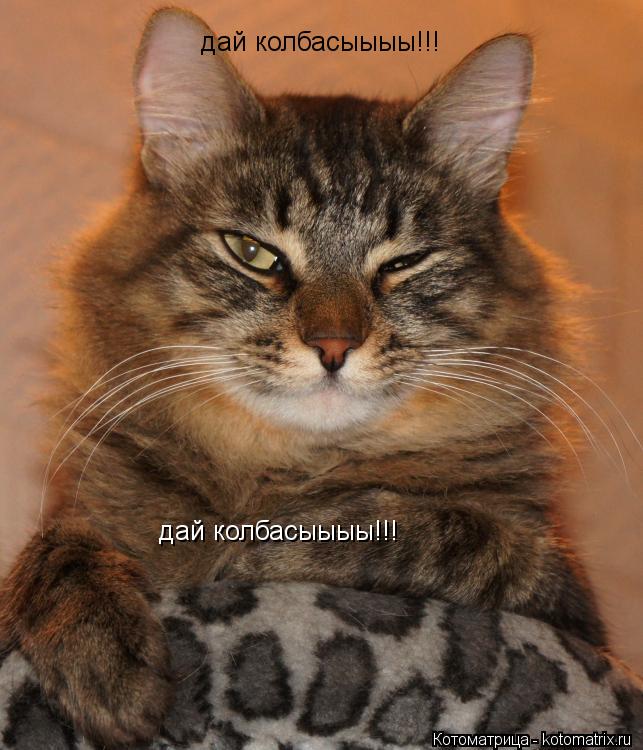 Котоматрица: дай колбасыыыы!!! дай колбасыыыы!!!