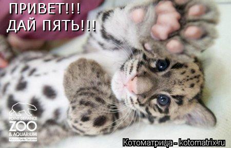 Котоматрица: ПРИВЕТ!!! ДАЙ ПЯТЬ!!!