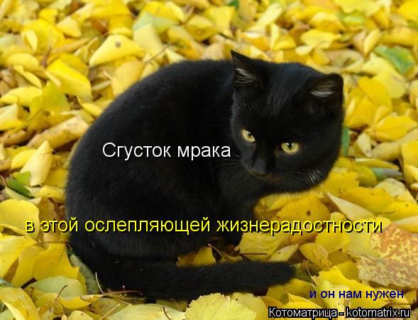 Котоматрица: в этой ослепляющей жизнерадостности Сгусток мрака и он нам нужен