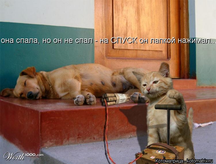 Котоматрица: она спала, но он не спал - на СПУСК он лапкой нажимал...