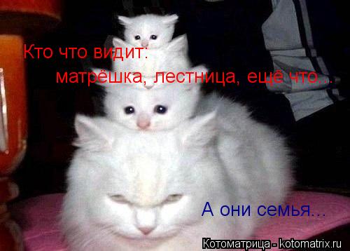 Котоматрица: Кто что видит: матрёшка, лестница, ещё что... А они семья...